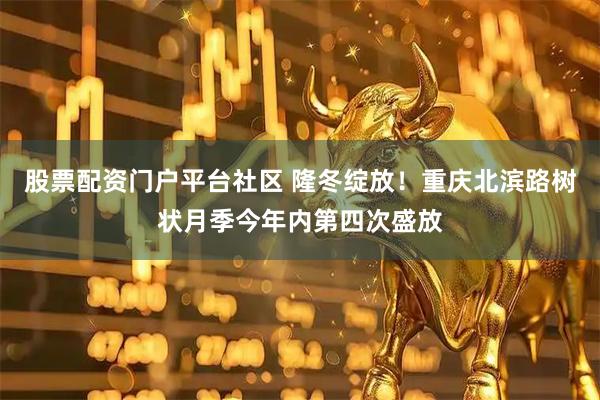 股票配资门户平台社区 隆冬绽放！重庆北滨路树状月季今年内第四次盛放